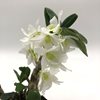 Dendrobium Angel Baby Love Pocket